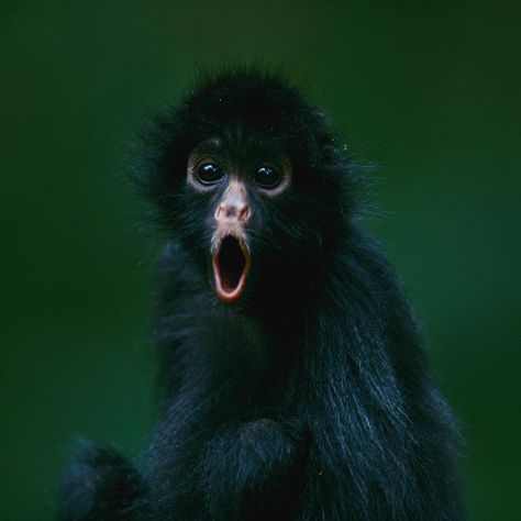 Instagram Monkey Names, Lion Africa, Joel Sartore, Monkey Wall, Tree Climbing, Spider Monkey, Monkeys Funny, Native American History, Primates