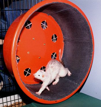 DIY Ferret Exercise Wheel - PetDIYs.com Ferret Ideas, Ferret Diy, Ferret Accessories, Ferret Stuff, Ferret Toys, Ferrets Care, Baby Ferrets, Ferret Cage, Pet Ferret