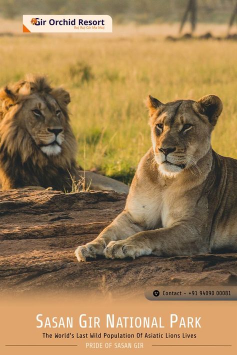 Last Wild Population of Asiatic Lions Lives Gir National Park, Sasan Gir, Gir Forest, Asiatic Lion, Jungle Safari, In The Wild, The Wild, Orchids, National Park