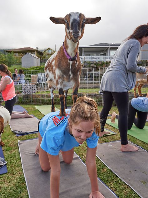 Downward Dog Meets Upright Goat at Maui Goat Yoga | Hawaii Magazine Yoga With Goats, Goat Yoga Pictures, Goat Yoga Aesthetic, Petting Zoo, Petting Zoo Birthday Party, Petting Zoo Birthday, Miniature Goats, Goat Yoga, Hawaii Magazine