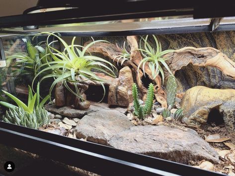 Amazing Pet Enclosures Naturalistic Leopard Gecko Terrarium, Arid Bioactive Vivarium, Arid Reptile Terrarium, Reptile Stand Ideas, Lizard Enclosure Ideas, Leopard Gecko Natural Habitat, Bioactive Leopard Gecko Enclosure, Bearded Dragon Bioactive Vivarium, Leopard Gecko Vivarium