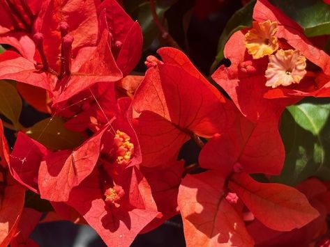 Bougainvillea 'Flame', often referred to as Flame Bougainvillea, is a captivating cultivar within the Nyctaginaceae family. This family is commonly known as the Red Bougainvillea, Shade Shrubs, Four O Clock, Perennial Shrubs, Small Outdoor Spaces, Soil Improvement, Coconut Lime, Perennial Garden, Organic Matter