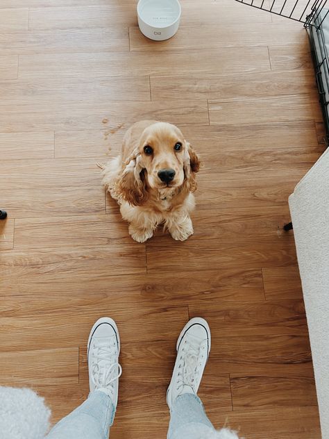 Mini Cocker Spaniel, Golden Cocker Spaniel Puppies, Cute Cocker Spaniel, Cocker Spaniel Breeds, Golden Cocker Spaniel, Cocker Spaniel Puppy, Spaniel Breeds, Cocker Spaniel Puppies, Puppy Cute