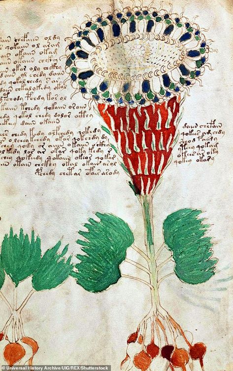 Borage. Manuscript Folio 19. A substance that causes abortion. The text words can still be found in various Romance languages and Latin Voynich Manuscript, Scientific Drawing, Illustrated Manuscript, Handwritten Text, Pictorial Maps, Archaeological Finds, Medieval Manuscript, Text Features, Call Of Cthulhu