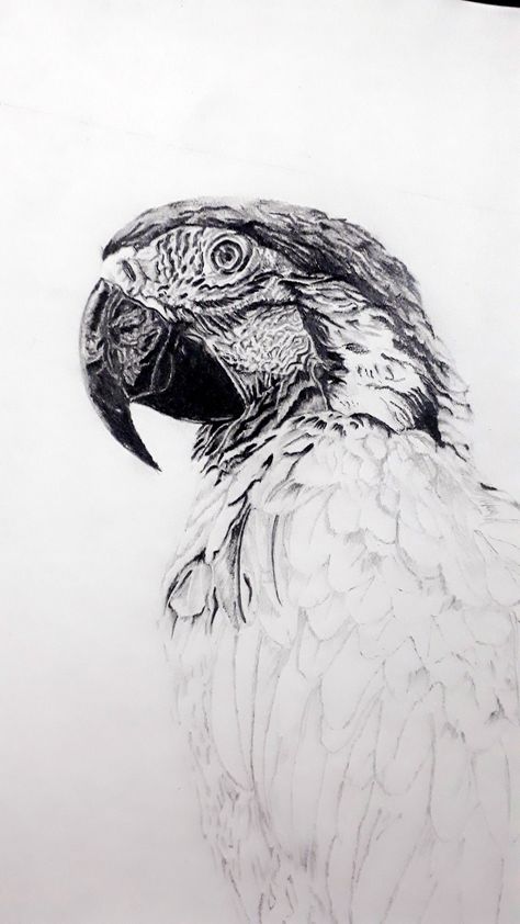 Macaw Bird Drawing, Macaw Sketch, Macaw Parrot Drawing, Macaw Parrot Drawing Easy, Realistic Parrot Drawing, Macaw Parrot Drawing Sketch, Face Sketch, Tattoo Outline, Drawings