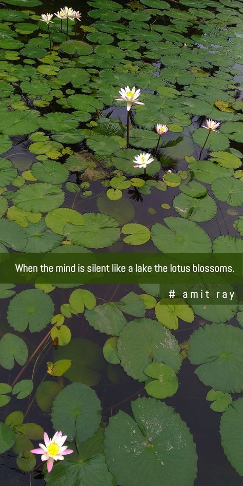 Blossom quote Paracosm Quotes, About For Whatsapp, Plant Captions, Blossom Quotes, Nature Quotes Beautiful, Nature Photography Quotes, Express Emotions, Selfie Quotes, Good Insta Captions