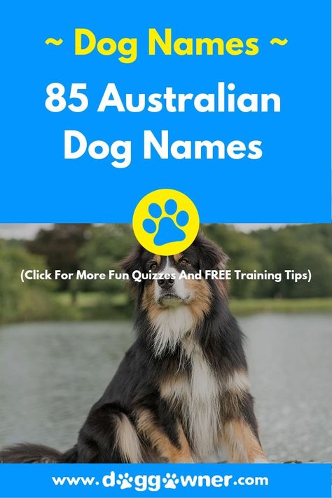 If you just got a new dog and are looking for a fun name from the land down under look no further! Here are 85 Australian dog names for you to choose from. Unique Dog Names Boy, Australian Dog Names, Brown Dog Names, Unique Dog Names, Australian Dog, Names Boy, Land Animals, Aussie Puppies, Dog Information