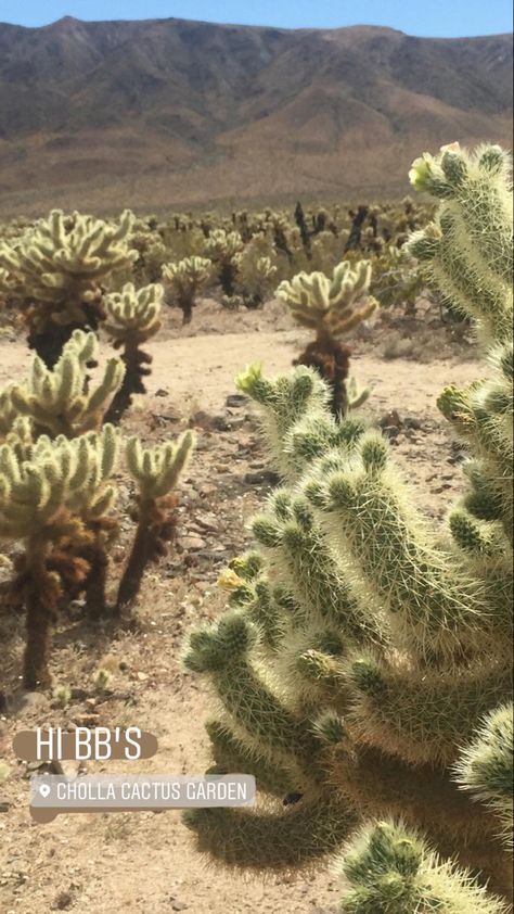 joshua tree national park california west coast road trip cholla cactus garden tourism weekend itinerary instagram story inspo travel photography nature aethetic neutral social media manager digital content creation Instagram Story Inspiration, Cholla Cactus, Story Edit, Joshua Tree California, Edit Ideas, Cactus Garden, Insta Stories, Story Inspiration, Joshua Tree