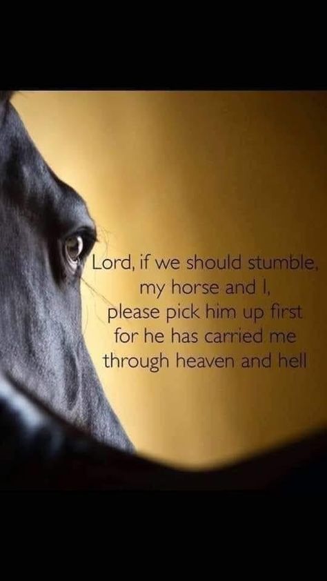 Horse Love Quotes, Horseback Riding Quotes, Cute Horse Quotes, Horse Poems, Equine Quotes, Horse Quotes Funny, Inspirational Horse Quotes, Equestrian Quotes, Rare Horses