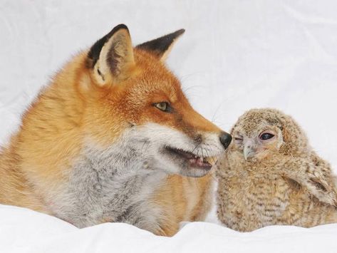 PROVING mateship is stronger than anything — even your species — check out these heartwarming pics of animals and their best mates. Animals Interacting, Hey Shawty, Neon Trees, Animal Story, Forest Wildlife, Animal Friendships, Sakura Blossoms, Vulpes Vulpes, Baby Otters