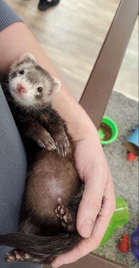 Ferrets Care, Goofy Animals, Ferret Stuff, Baby Ferrets, Funny Ferrets, A Ferret, Pet Ferret, Hedgehog Pet, Dream Pet