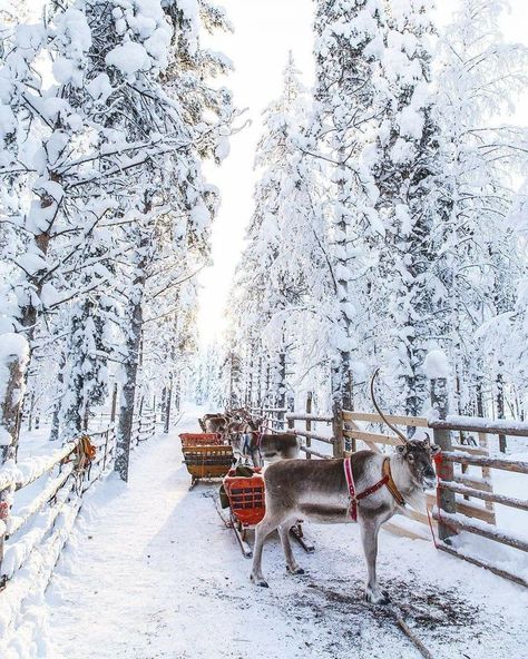 Winter landscape - picture liked by La Française - handmade luxury dolls - shop online www.lafrancaise.paris Reindeer And Sleigh, Winter Szenen, Winter Magic, Winter Scenery, Sleigh Ride, Winter Pictures, Winter Wonder, Donkeys, Winter Aesthetic