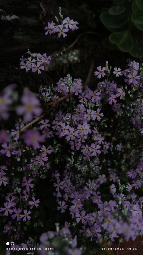 Smokey Purple Aesthetic, Dusty Purple Aesthetic, Dark Wildflowers, Rv Aesthetic, Wildflowers Aesthetic, March Journal, Purple Wild Flowers, Purple Flower Background, Wildflower Photography