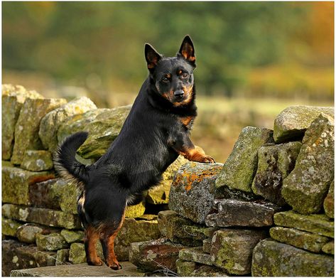 Kelpie Puppies, Lancashire Heeler, Mr Ben, Red Heelers, Heeler Dog, Heeler Puppies, Blue Heelers, Red Heeler, Cattle Dogs