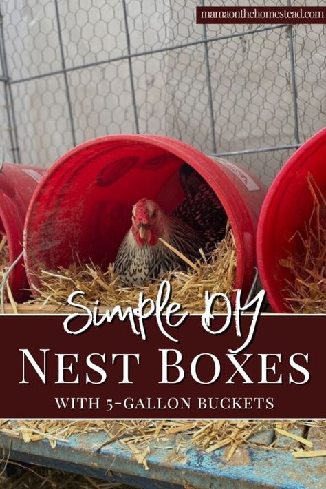 Coop Roost Ideas, Chicken Coop Roost Ideas, Chicken Coop Roost, Chicken Laying Boxes, Chicken Roost Ideas, Nesting Boxes Diy, Chicken Coop Designs Diy, Chicken Nest, Cheap Chicken Coops