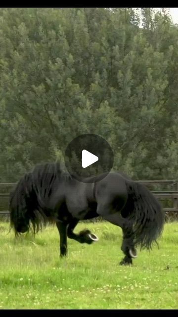 Horse In Motion, Shire Horses, Horse Spirit, Friends Videos, Friesian Horses, Funny Horses, Bathroom Remodel Pictures, Most Beautiful Horses, Friesian Horse