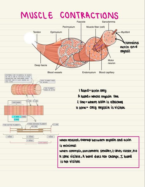 Physiology Of Muscle Contraction, Sliding Filament Theory Model, Sliding Filament Theory, A Level Biology, Motor Neuron, Muscle Contraction, Nursing School Essential, Study Flashcards, Medical Student Study