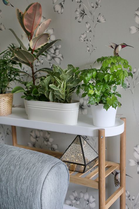 Ikea Satsumas Plant Stand - living room before and after Ikea Cabinet For Plants, Ikea Hack Plant Stand, Satsumas Ikea, Plant Stand Ikea, Ikea Satsumas, Ikea Step Stool Plant Stand, Satsumas Plant Stand, Teen Bedroom Ideas For Small Rooms, Ikea Askholmen Plant Stand