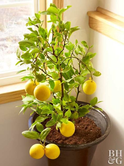 Indoor Lemon Tree Houseplant, Indoor Fruit Plants, Grow Fruit Indoors, Indoor Lemon Tree, Indoor Fruit Trees, How To Grow Lemon, Indoor Vegetables, Tattoo Plant, Growing Fruit Trees