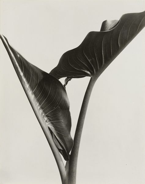 Imogen Cunningham. Cala Leaves. 1932. Straight Photography, Imogen Cunningham, Simple Subject, Edward Weston, Gelatin Silver Print, History Of Photography, Photography Gallery, Natural Forms, Film Stills