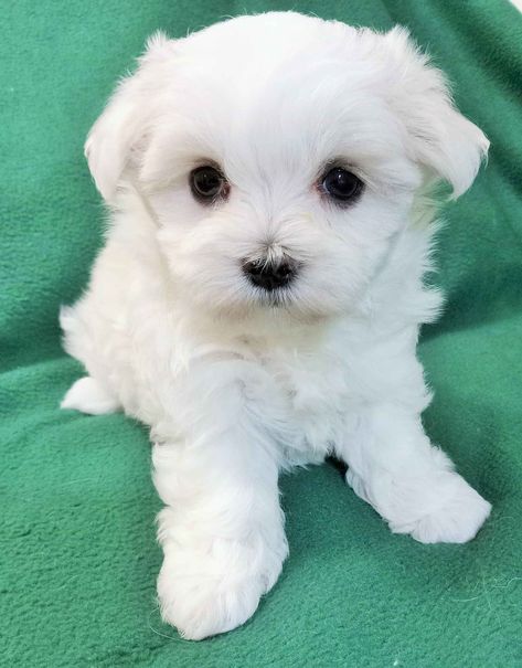 Princess Puppy Maltese Has Maltese Puppies For Sale In Dublin, VA Maltese Puppies For Sale Near Me, Maltese Dog For Sale, Teacup Maltese For Sale, Princess Puppy, Puppy Maltese, Cute Fluffy Puppies, Maltese Puppies For Sale, Teacup Maltese, Maltese Puppies