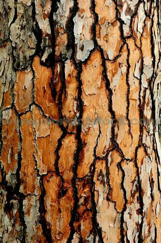 Foto Macro, Tree Bark Texture, Bark Texture, Picture Tree, Tree Textures, Texture Inspiration, Texture Photography, Trendy Tree, Tree Bark