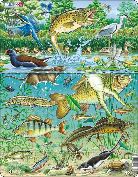 Larsen FH19 European Aquatic Pond Ecosystem, 50 Piece Boxless Tray & Frame Jigsaw Puzzle : Amazon.co.uk: Toys & Games Biology Drawing, Photography Fabric, Water Vole, Science Communication, Alder Tree, Pond Snails, Architectural Diagrams, Fishing Rod Storage, Carnival Posters