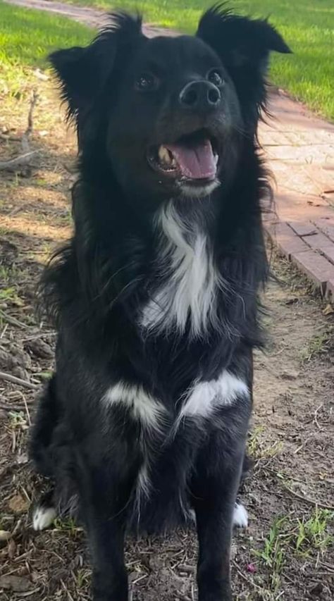 Black Australian Shepherd, Border Collie And Australian Shepherd, Australian Shepard Mix, Australian Shepherd Border Collie, Border Collie Australian Shepherd, Border Collie Aussie, Collie Australian Shepherd, Black Lab Mix, Dream Pet