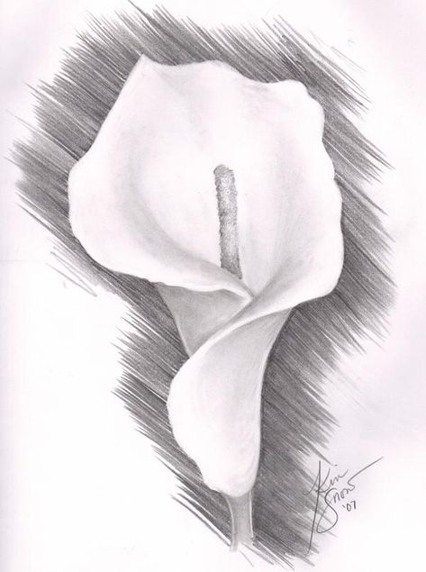 Calla Lily by xnivalisx on DeviantArt #pencil #pencildrawings #pencilart #drawings #drawingtips #drawingtutorial #drawingideas #drawingchallenge #naturedrawing #art #artsketches #artdrawings #sketching #sketches Flower Drawing Pencil, Lily Flower Drawing, Flower Sketch Pencil, Pencil Drawings Of Nature, Lilies Drawing, Flowers Lily, Pencil Drawings Of Flowers, Draw Flowers, Pencil Drawing Tutorials