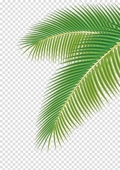 Lime Cocktails, Soup Aesthetic, Palm Tree Images, Palm Background, Palm Tree Background, Palm Tree Png, Green Leaf Background, Autumn Leaf Color, Photoshop Backgrounds Backdrops