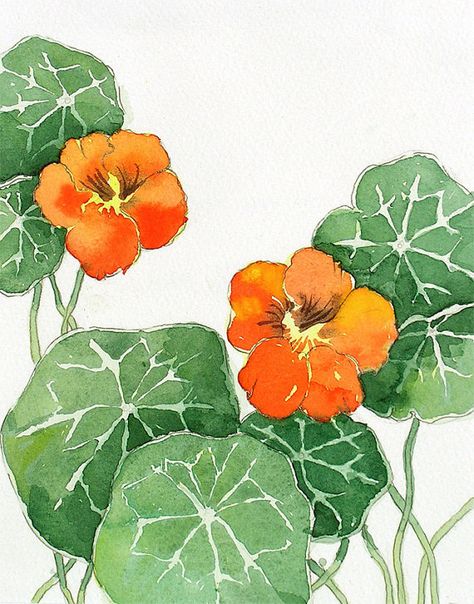 Nasturtium Flower Watercolor, Nasturtium Flower Drawing, Watercolour Nasturtiums, Nasturtium Painting, Nasturtium Watercolor, Nasturtium Drawing, Nasturtiums Flower, Orange Flowers Painting, Nasturtium Flower