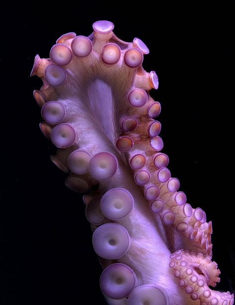 Octopus tentacle by nervous system, via Flickr Cnidaria, Octopus Tentacles, Octopus Art, Beautiful Sea Creatures, Ocean Creatures, Marine Animals, Natural Forms, Ocean Life, Kraken