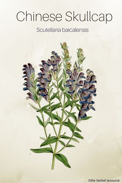 Chinese Skullcap Herb (Scutellaria baicalensis) Herbal Monographs, Skullcap Herb, Medical Plants, Witch Herbs, Medical Herbs, Plant Medicine, Herbal Plants, Herbal Apothecary, Chinese Herbs