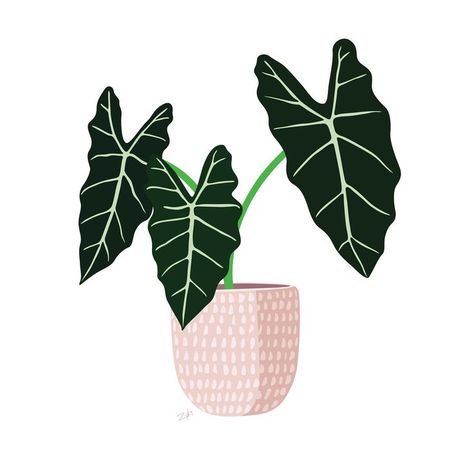 Digital art of an Alocasia Frydek potted plant Alocasia Leaf Tattoo, Alocasia Tattoo, Alocasia Illustration, Houses Embroidery, Plant Truck, Plant Shirts, Alocasia Wentii, Alocasia Frydek, Plant Drawings