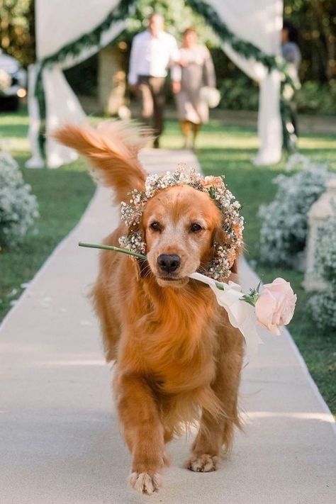 Golden Retriever Flower Girl, Golden Retriever Flowers, Golden Retriever Wedding, Dog Proposal, Dogs At Weddings, Puppy Wedding, Dog Wedding Outfits, Wedding Walk, Renewal Wedding