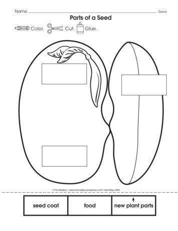 Seed Worksheet, Parts Of A Seed, Plant Life Cycle Worksheet, Science Project Models, 6th Grade Activities, Creation Science, Nature School, Social Studies Worksheets, Prek Math