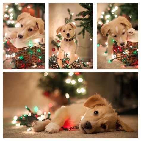 Pictures of your puppy wrapped in lights for their first Christmas with you! #nataliekunkelphotography Christmas Photoshoot With Pets, Christmas Dog Pictures Photo Ideas, Family Christmas Pictures With Puppy, Puppy Photoshoot Ideas Christmas, Christmas Dog Pictures, Puppy Christmas Card Photo Ideas, Dog Christmas Photo Ideas, Dog And Mom Christmas Pictures, Puppy For Christmas