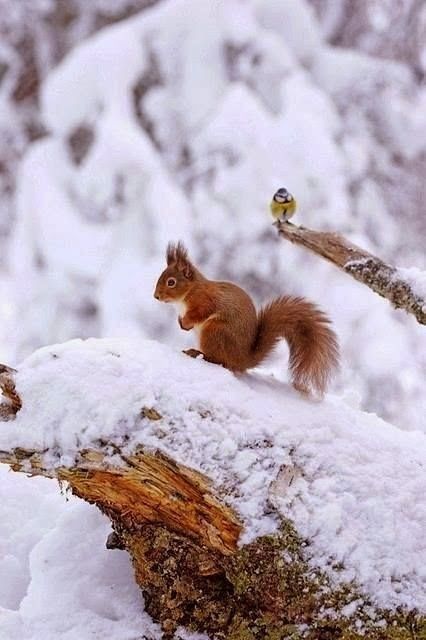 Regnul Animal, Winter Szenen, A Squirrel, Red Squirrel, Winter Animals, Airbrush Art, Winter Scenery, Snow Scenes, Winter Pictures