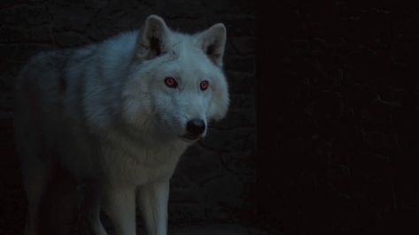 Ghost Direwolf, Game Of Thrones Direwolves, Game Of Thrones Ghost, Game Of Thrones History, Game Of Thrones Wolves, Watchers On The Wall, Game Of Thrones Facts, Trendy Games, Game Of Thrones 3