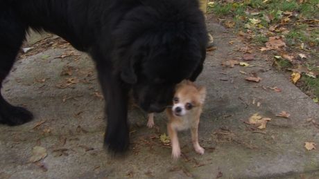 A St. John's pet owner went outside to try and quiet her Chihuahua, only to realize someone was trying to steal her Newfoundland dog. Huge Dogs, Newfoundland Dog, Chihuahua Love, Newfoundland And Labrador, Tiny Dogs, Big Dog, Two Dogs, Dog Gifs, Newfoundland