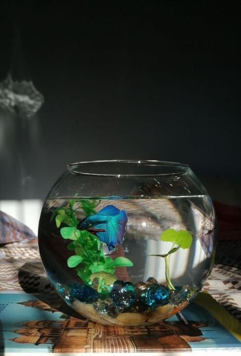 Decorative Fish Tank, Fighter Fish Bowl Ideas, Small Betta Fish Tank, Pet Fish Bowl Aesthetic, Small Tank Fish, Aesthetic Beta Fish Tank, Small Fish Tank Aesthetic, Pet Fish Aesthetic Tank, Fish Pet Aesthetic