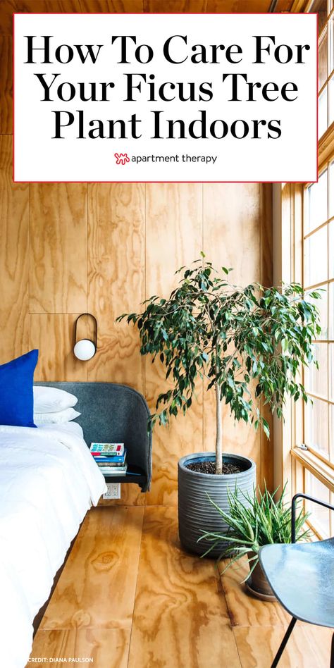 Ficus Tree Care, Ficus Tree Indoor, Big Indoor Plants, Trendy Plants, Ficus Tree, Hygge Home, Tree Care, Kit Home, Fireplace Design