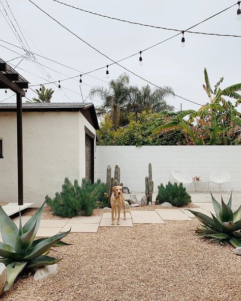 Rasc thinks it’s time to get out his swimming pool 👆🏻 Decomposed Granite Landscaping, Arizona Vibes, White Stucco Exterior, Coastal Lounge, Arizona Landscaping, Backyard Lounge, Mexico Homes, Mini Castle, Desert Backyard