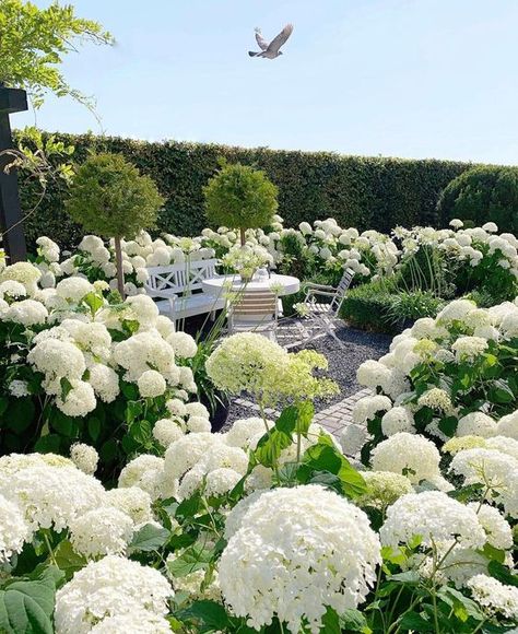 Hydrangea Season, Annabelle Hydrangea, Outdoor Cleaning, Hydrangea Garden, Hydrangea Not Blooming, White Gardens, Gorgeous Gardens, Beautiful Blooms, Dream Garden