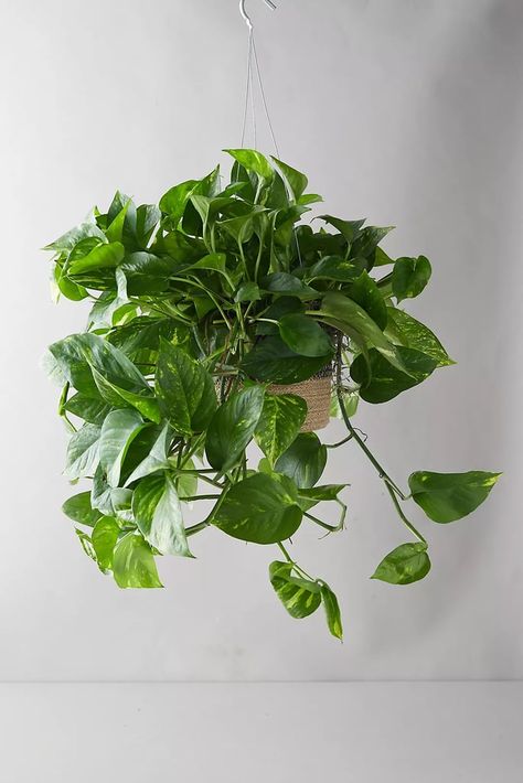 A Hanging Plant: Pothos Plant in Hanging Jute Basket Sunroom Study, Bathroom Plants No Sunlight, Watermelon Peperomia, Campus Fashion, Peperomia Plant, Plant Goals, Plant Hanging, Macrame Hanging Planter, Ivy Plants