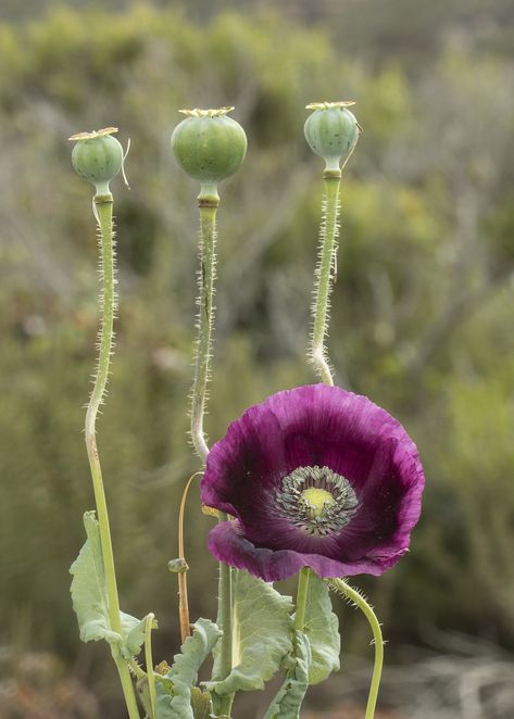 Poppy Seeds, Seed Pods, Light Project, San Luis Obispo, A Fire, Beautiful Flower, Botany, Body Art Tattoos, The Locals