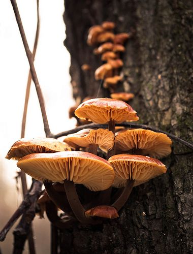 False honey mushrooms Honey Mushrooms, Honey Mushroom, Mushroom Drawing, Wild Harvest, Fairy House, Photography Nature, Stuffed Mushrooms, Honey, Tattoos