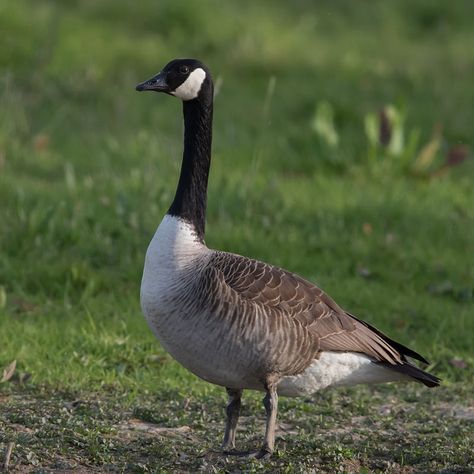 The Canada goose (Branta canadensis) is a large wild goose species with a black head and neck, white patches on the face, and a brown body. Native to arctic and temperate regions of North America, its migration occasionally reaches northern Europe. It has been introduced to Britain, New Zealand, Argentina, Chile, and the Falkland Islands. Extremely successful at living in human-altered areas, Canada geese have proven able to establish breeding colonies in urban and cultivated areas, which pr... Goose Costume, Birds Reference, Goose Drawing, Korea Nature, Canadian Geese, Canada Geese, Ducks And Geese, Canadian Goose, Wild Kratts