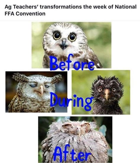 Ag Teachers' Transformations during National FFA Convention! Ffa Week Ideas, Ffa National Convention, Ffa Memes, National Ffa Convention, Ffa Convention, Ffa Banquet, Ag Teacher, Western Stuff, Pe Teachers