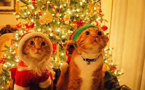 It's never too late for Christmas ^^ Gatto Carino, Cat Happy, Söt Katt, Image Chat, Wallpaper Tumblr, Christmas Celebration, Tree Gift, Funny Animal Pictures, Christmas Animals